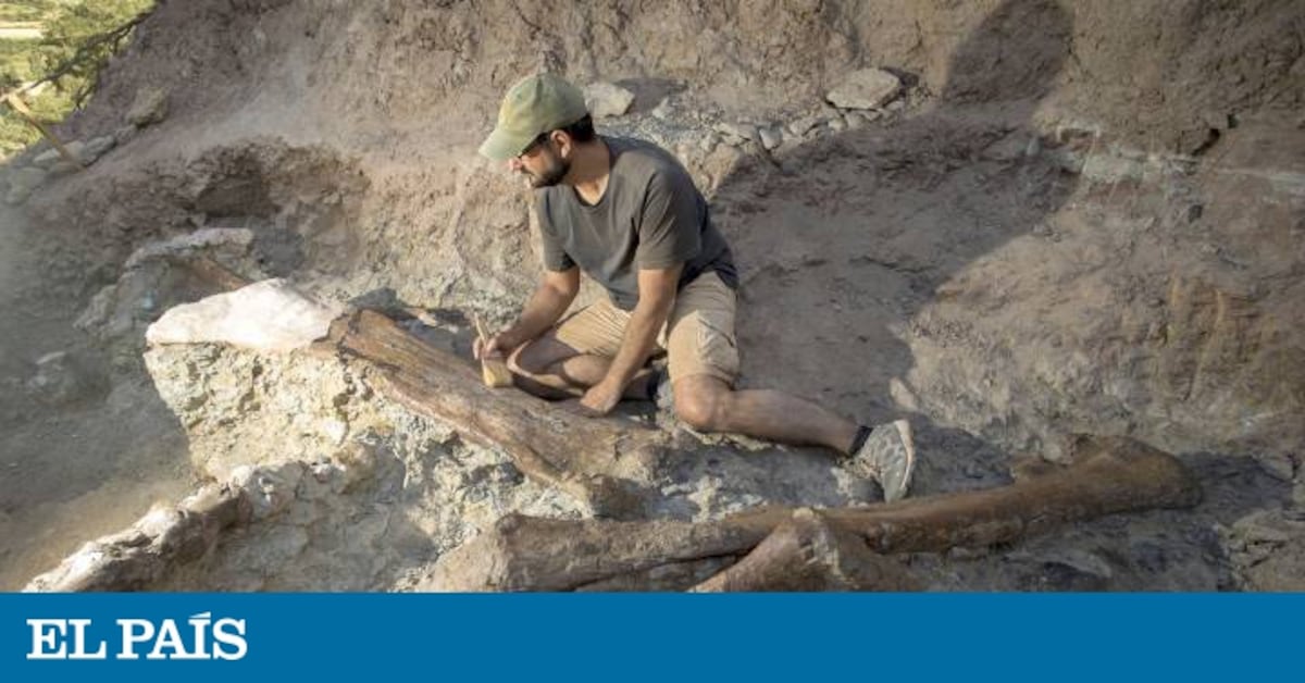 Las entrañas de Morella arrojan restos de un dinosaurio de hace 125 millones de años | Noticias de la Comunidad Valenciana | EL PAÍS