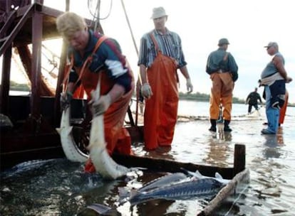 Pesca de esturiones en el mar Caspio.