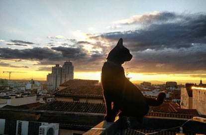 Bubu oteando el horizonte desde las alturas.