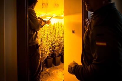 2/8/2016 FOTO: PEPE MARIN
REDADAS DEL SERVICIO DE INVESTIGACION DE LA GUARDIA CIVIL DE GRANADA CONTRA EL CULTIVO Y VENTA DE MARIHUANA .
GRANADA ESTA CONSIDERADA COMO  EL PRINCIPAL FOCO DE CULTIVO Y VENTA DE ESTA DROGA EN ESPAÑA Y UNA DE LAS PRIMERAS A NIVEL INTERNACIONAL.
EN LA FOTO , LOS AGENTES DURANTE UNA OPERACION EN LA LOCALIDAD E ATARFE (GRANADA)