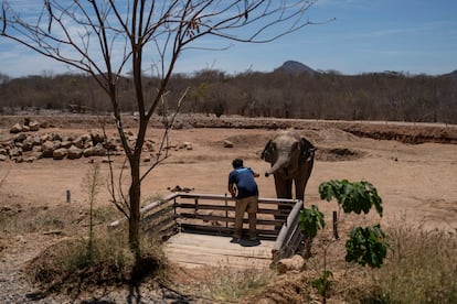 Un veterinario saluda a uno de los elefantes antes de ser trasladado al bioparque El Encanto, en la ciudad de Mazatlán. 