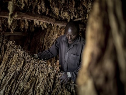 Un hombre trabaja en un secadero de tabaco en Mbola, en Tanzania.