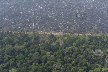 La progresiva 'sabanización' de la selva es una amenaza real, según alertó en 2016 un equipo de científicos brasileños encabezado por el climatólogo Carlos Nobre, de la Academia Nacional de Ciencias de EE UU. En la imagen, vista aérea de un exuberante bosque junto a un campo de árboles carbonizados ceca del municipio de Porto Velho (Brasil), el 23 de agosto.