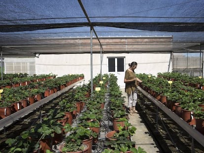 La investigadora Carmen Soria, en el Instituto de Investigación y Formación Agraria de Churriana (Málaga) donde se encuentra una colección de variedades de fresas que supera las 700 accesiones.