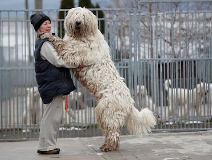 Una mujer juega con su perro pastor de la raza komondor en Bodony (Hungría), en 2017.