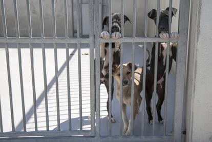 Perros acogidos en el Centro de Protección Animal de Madrid, la perrera ubicada en el barrio de La Fortuna.