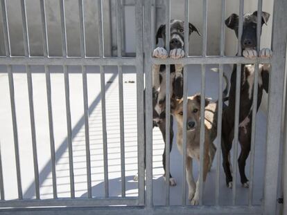 Perros acogidos en el Centro de Protección Animal de Madrid, la perrera ubicada en el barrio de La Fortuna.
