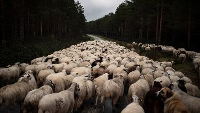 Un rebaño de ovejas en una carretera cerca de Soria, el pasado 27 de abril.