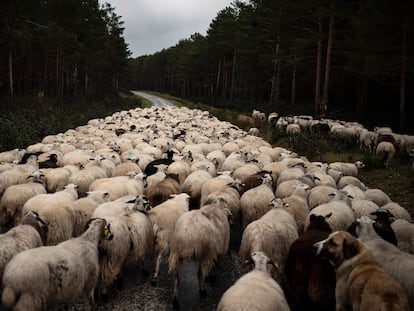 Un rebaño de ovejas en una carretera cerca de Soria, el pasado 27 de abril.