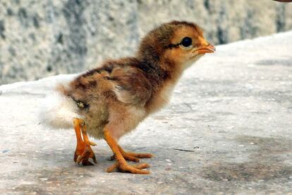 Un pollito nacido con un par extra de patas maravilla a la comunidad rural de Paso del Medio, en la periferia de la ciudad de Matanzas, en el occidente de Cuba. Allí han apodado al pequeño animal como Polluelo cuadrúpedo.