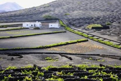 El valle entre colinas de La Geria, con los círculos de piedra que protegen la vid, en Lanzarote.