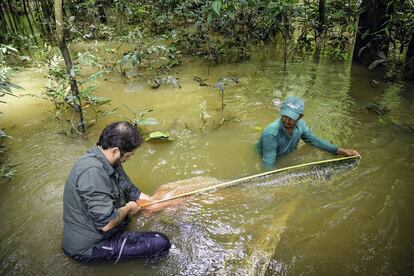 Campos-Silva y un colaborador miden el largo de un arapaima, en la Amazonia.