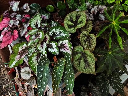 Variedades de 'Begonia rex' y de otras begonias rústicas.