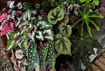 Variedades de 'Begonia rex' y de otras begonias rústicas.