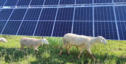 Ovejas pastan en una planta solar operada por Endesa en Sevilla.