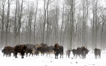 Bisons are seen at a bison nursery in the 30 km (19 miles) exclusion zone around the Chernobyl nuclear reactor near the abandoned village of Dronki, Belarus, January 28, 2016. What happens to the environment when humans disappear? Thirty years after the Chernobyl nuclear disaster, booming populations of wolf, elk and other wildlife in the vast contaminated zone in Belarus and Ukraine provide a clue. On April 26, 1986, a botched test at the nuclear plant in Ukraine, then a Soviet republic, sent clouds of smouldering radioactive material across large swathes of Europe. Over 100,000 people had to abandon the area permanently, leaving native animals the sole occupants of a cross-border "exclusion zone" roughly the size of Luxembourg. REUTERS/Vasily Fedosenko    SEARCH "WILD CHERNOBYL" FOR THIS STORY. SEARCH "THE WIDER IMAGE" FOR ALL STORIES