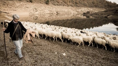 Una mujer pastorea a su reba&ntilde;o de ovejas en Ourense.