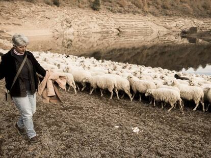 Una mujer pastorea a su reba&ntilde;o de ovejas en Ourense.