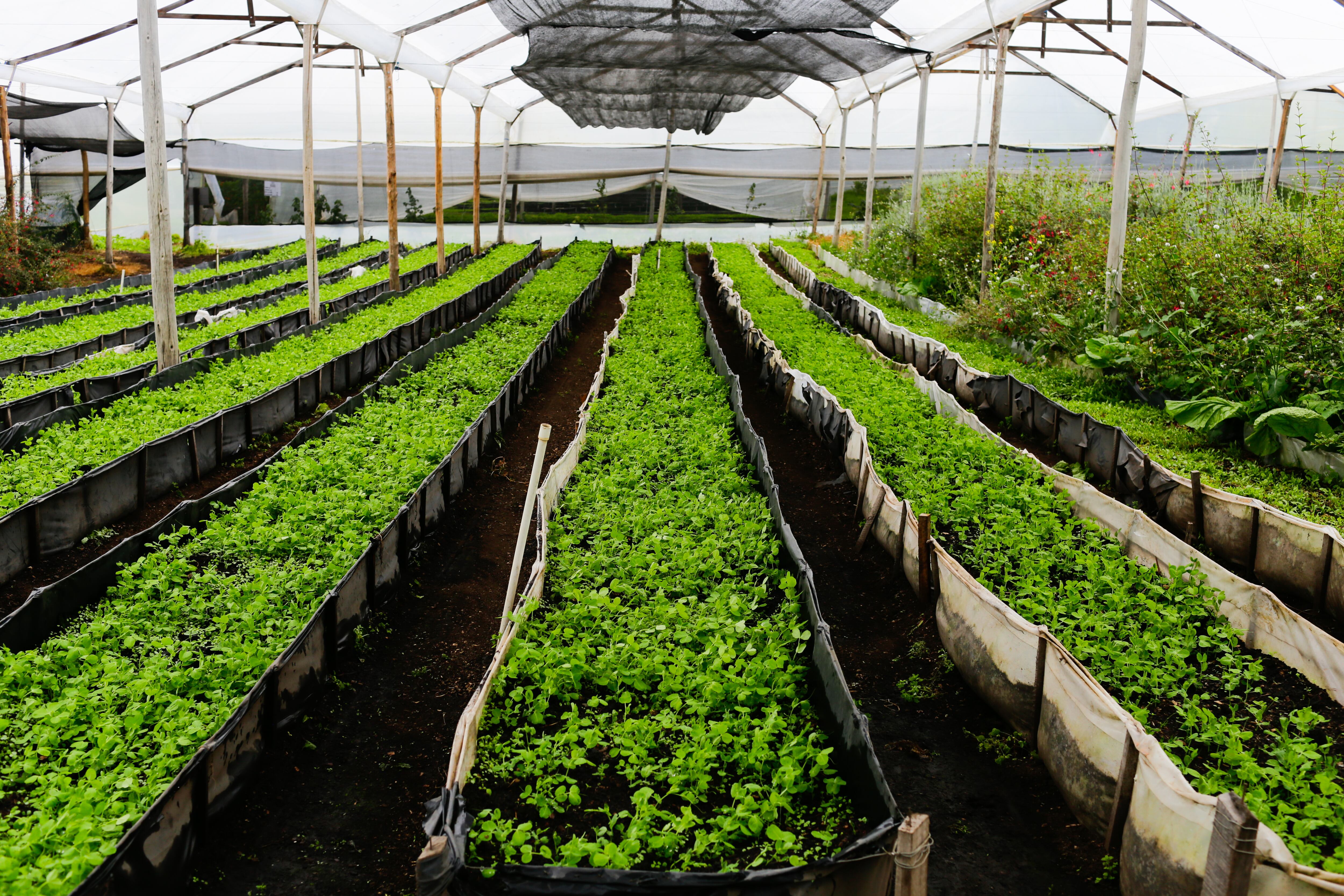 Cultivos de rúgula, kale y kale red, en la finca Terra Santa en el municipio de Guasca.