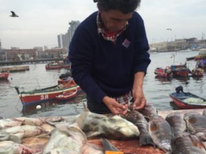 Uma peixaria no porto da cidade chilena de Antofagasta.