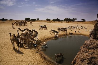 <p>En los últimos años, más allá de Tawila, MSF ha estado presente en otras zonas del estado de Darfur del Norte, llevando a cabo proyectos en diferentes momentos en varios lugares. El Fasher también fue la base de un equipo de respuesta a emergencias que lanzó intervenciones en todo el estado.</p> <p>En la imagen, camellos, burros y cabras beben agua en un oasis cerca de una de estas zonas de Darfur del Norte, Dar Zaghawa, próxima a la frontera con Chad.</p>