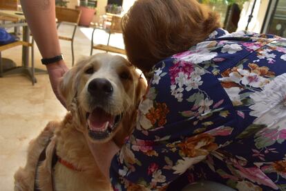 Una mujer acaricia a un perro, en una imagen de la asociación Terapican.