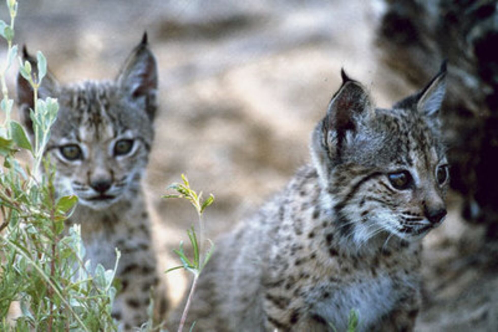 100+] Fondods de mascotas | Wallpapers.com, image size:1960x1308