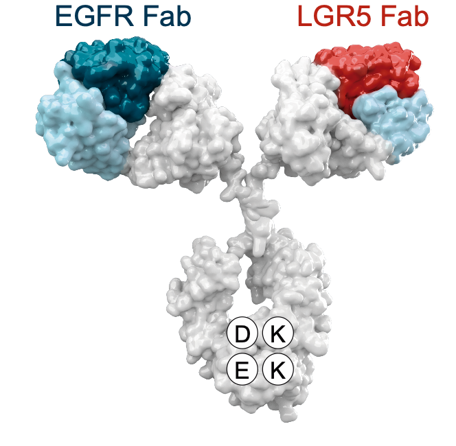 Imagen tridimensional del anticuerpo petosemtamab, con su forma de Y.