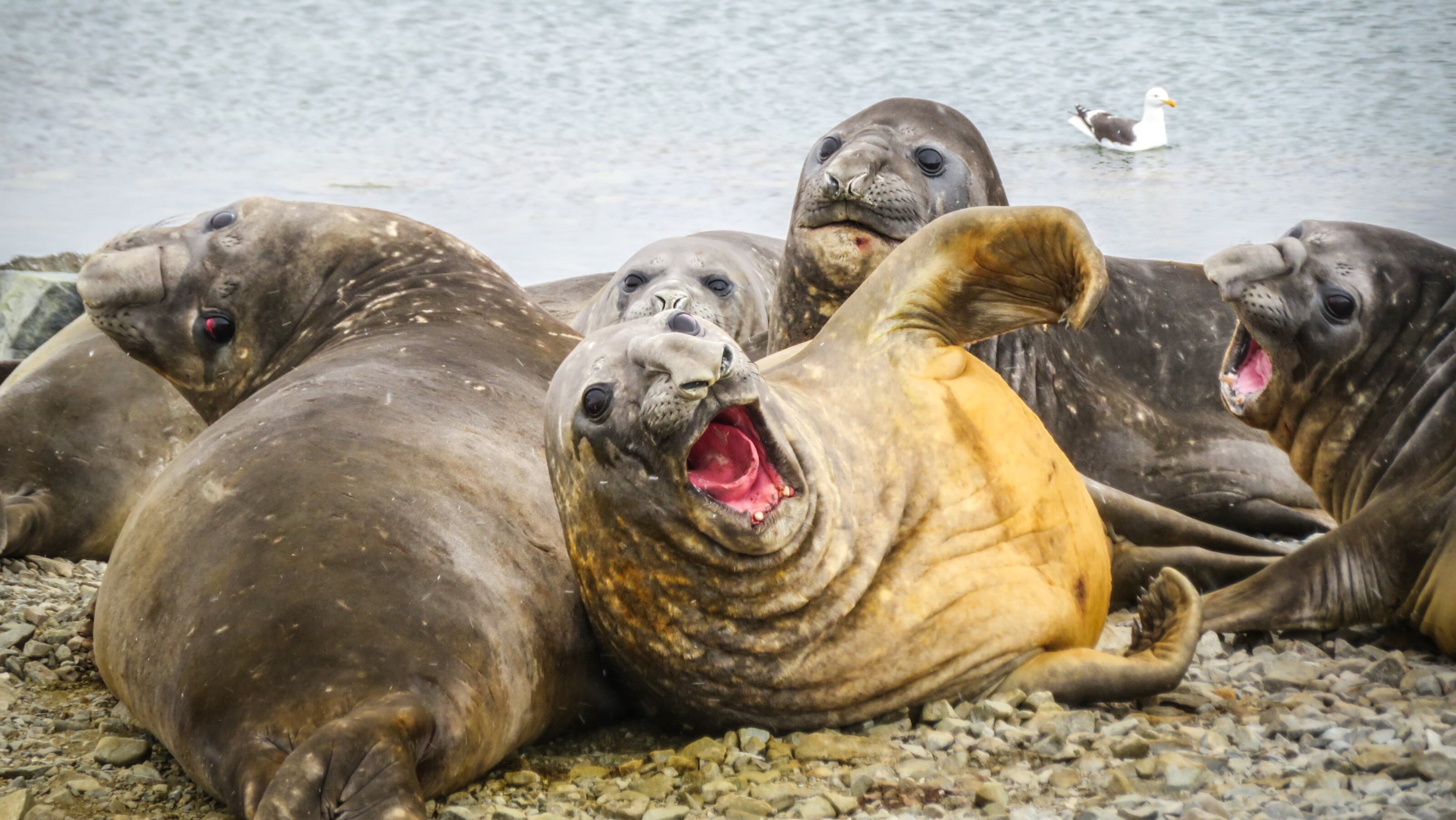 Los elefantes marinos del sur alcanzan las cuatro toneladas de peso.