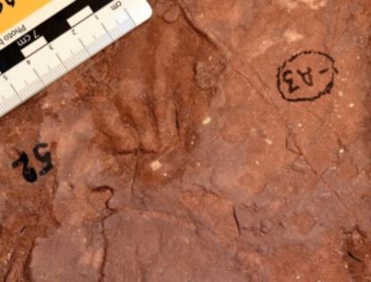 Huella de mamífero de 118 millones de años hallada en Catoca.