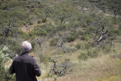 El presidente de la fundación Savia, Francisco Casero, observa encinas muertas en un bosque andaluz.