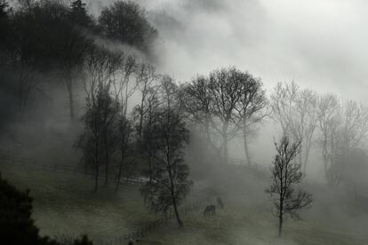 Caballos pastan en un campo con niebla en Leith Hill in Surrey (Reino Unido), el 23 de enero de 2017.