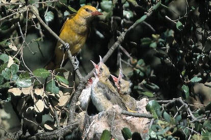 De vivo plumaje amarillo con las alas negras en los machos. Su canto aflautado destaca en las arboledas por encima del de otras aves. Ligado a los bosques frescos de ribera, donde captura saltamontes, grillos y gusanos.