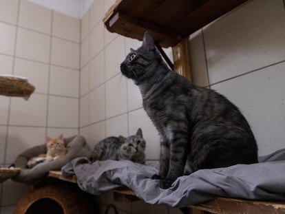 Varios gatos en una protectora de animales en Varsovia, la pasada semana.