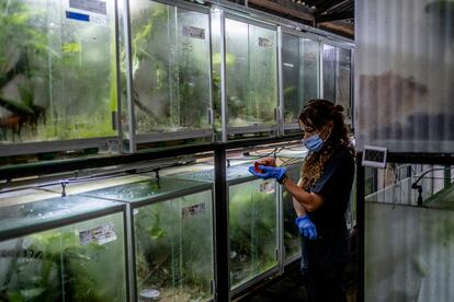 Alejandra Curubo, directora operativa y zootecnista de Tesoros de Colombia, observa una puesta de huevos de ranas, a finales de febrero.