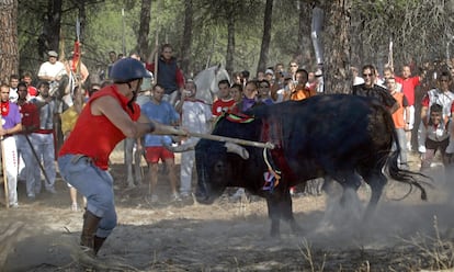 <b>Frente a la crónica oficial.</b> El Ayuntamiento de Tordesillas aseguró tras caer abatido en 2007 que 'Enrejado' solo había recibido dos lanzadas. Pero las imágenes captadas ese día revelaban alguna más. También aseveró la alcaldesa que el animal había sido valiente. Pero eso no le evitó toparse con la muerte.