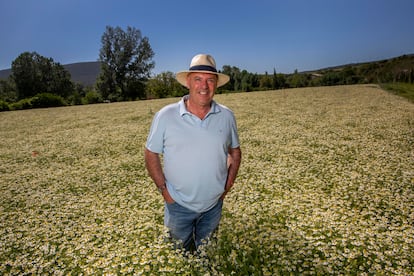 Txus Cía, director gerente de Josenea, posa en una plantación de manzanilla.