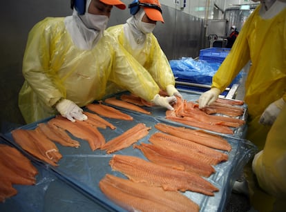 Trabajadoras ordenan filetes de salmón en las instalaciones de Marine Harvest cerca de Puerto Montt, Chile