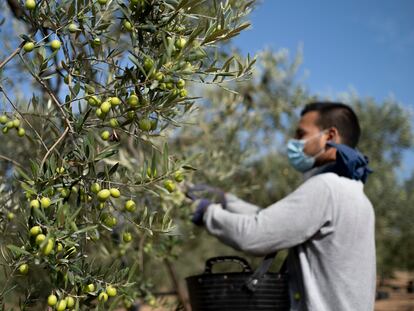 Recolección de aceitunas en una finca del Aljarafe sevillano.