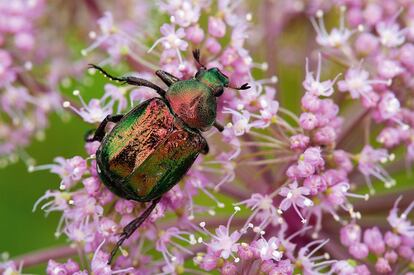 'Gnorimus nobilis' alimentándose de flores en los Pirineos navarros.