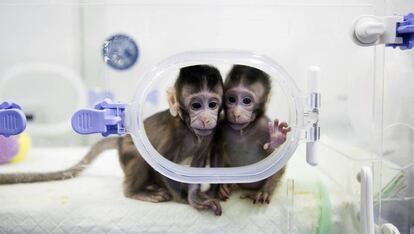 Científico chinos han clonado primates con la técnica de la oveja "Dolly".