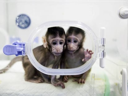 Cient&iacute;fico chinos han clonado primates con la t&eacute;cnica de la oveja &quot;Dolly&quot;.