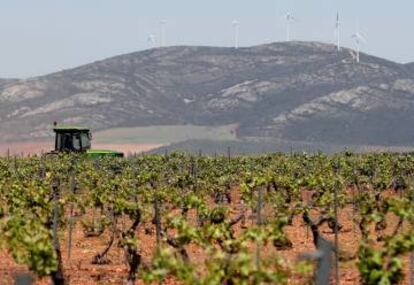 Viñedo en los alrededores del pueblo de Villanueva de los Infantes.