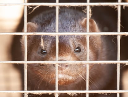 Uno de los visones de la granja holandesa donde se ha registrado un posible contagio de covid-19 entre animal y humano.