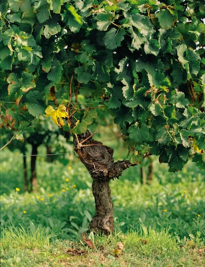 Cepas de merlot en el viñedo de Le Pin.