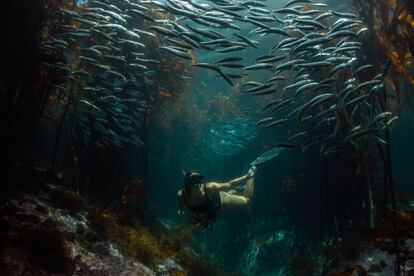 Para la cineasta sudafricana Pippa Ehrlich, ganadora del oscarizado documental ‘Lo que el pulpo me enseñó’, el cine es una forma más de despertar conciencia.