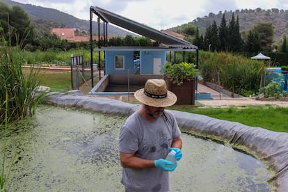 El químico Miguel Martín recoge a principios de julio agua regenerada de los humedales artificiales junto a la depuradora de la urbanización Los Monasterios, (Puçol, Valencia).