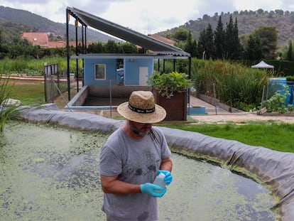 El químico Miguel Martín recoge a principios de julio agua regenerada de los humedales artificiales junto a la depuradora de la urbanización Los Monasterios, (Puçol, Valencia).
