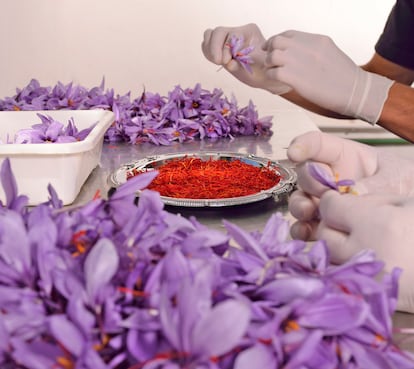 Para lograr las hebras de azafrán es necesario “desbriznar” las flores, es decir quitarles los estigmas a mano y, luego, tostarlos.