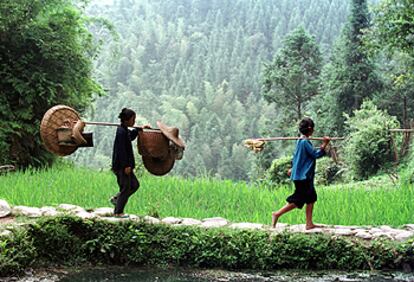 Dos mujeres chinas, en un campo de arroz.